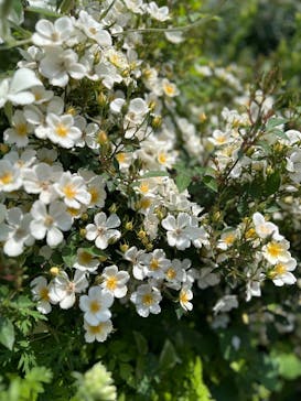 横浜イングリッシュガーデンに投稿された画像（2025/5/13）