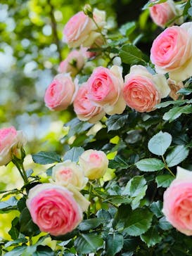 横浜イングリッシュガーデンに投稿された画像（2025/5/13）