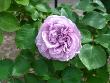 ぎふワールド・ローズガーデンに投稿された画像（2025/5/13）