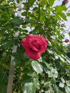 ぎふワールド・ローズガーデンに投稿された画像（2025/5/13）