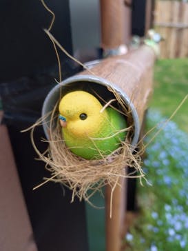 ぎふワールド・ローズガーデンに投稿された画像（2025/5/13）