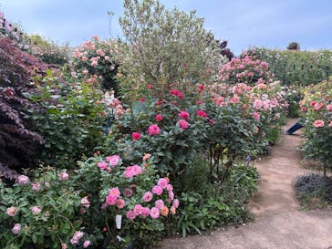 横浜イングリッシュガーデンに投稿された画像（2025/5/13）