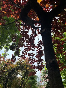 横浜イングリッシュガーデンに投稿された画像（2025/5/13）