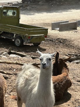 那須サファリパークに投稿された画像（2025/5/13）