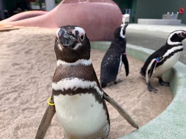 大分マリーンパレス水族館 「うみたまご」に投稿された画像（2025/5/13）