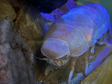 大分マリーンパレス水族館 「うみたまご」に投稿された画像（2025/5/13）