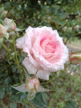 京成バラ園に投稿された画像（2025/5/13）