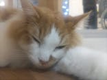 Cat Café MOFF 枚方モール店に投稿された画像（2025/5/13）