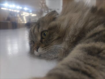Cat Café MOFF 枚方モール店に投稿された画像（2025/5/13）