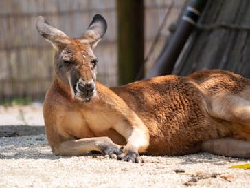 東武動物公園に投稿された画像（2025/5/13）