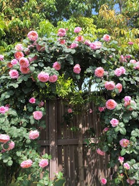 横浜イングリッシュガーデンに投稿された画像（2025/5/13）