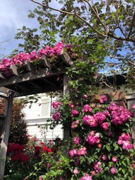 横浜イングリッシュガーデンに投稿された画像（2025/5/13）