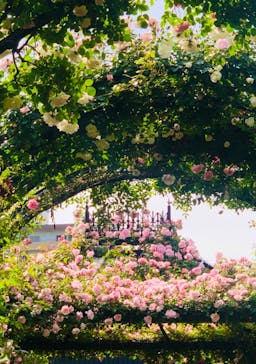 横浜イングリッシュガーデンに投稿された画像（2025/5/13）