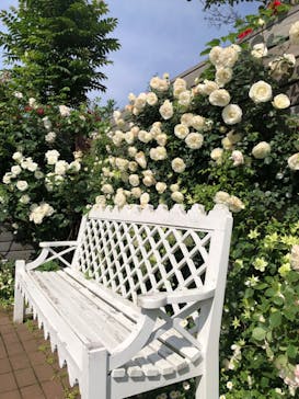 横浜イングリッシュガーデンに投稿された画像（2025/5/13）