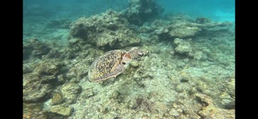 屋久島ダイビングガイド マリンクラブカイオロヒアに投稿された画像（2025/5/13）