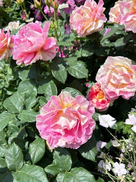 横浜イングリッシュガーデンに投稿された画像（2025/5/13）