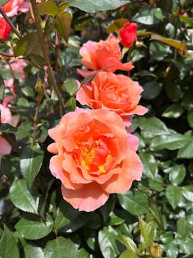 横浜イングリッシュガーデンに投稿された画像（2025/5/13）