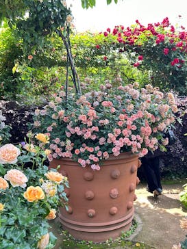 横浜イングリッシュガーデンに投稿された画像（2025/5/13）