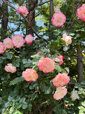 横浜イングリッシュガーデンに投稿された画像（2025/5/13）