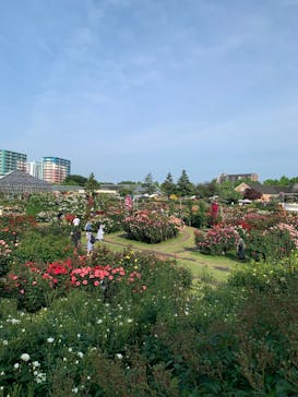 京成バラ園に投稿された画像（2025/5/13）