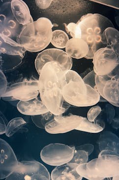 鴨川シーワールドに投稿された画像（2025/5/13）