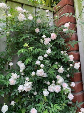 横浜イングリッシュガーデンに投稿された画像（2025/5/13）