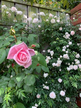 横浜イングリッシュガーデンに投稿された画像（2025/5/13）