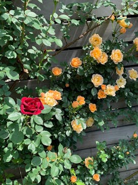 横浜イングリッシュガーデンに投稿された画像（2025/5/13）