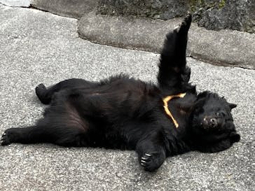 奥飛騨クマ牧場に投稿された画像（2025/5/14）