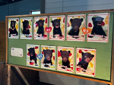 奥飛騨クマ牧場に投稿された画像（2025/5/14）