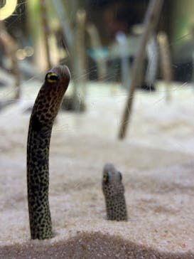 京都水族館に投稿された画像（2025/5/14）