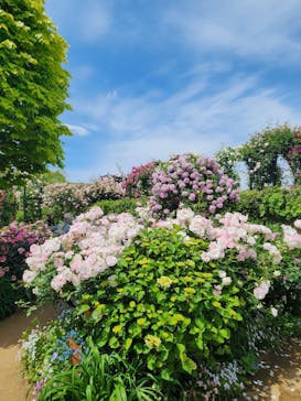 横浜イングリッシュガーデンに投稿された画像（2025/5/14）