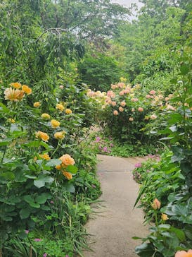 横浜イングリッシュガーデンに投稿された画像（2025/5/14）