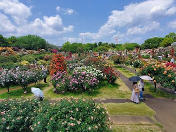 京成バラ園に投稿された画像（2025/5/14）
