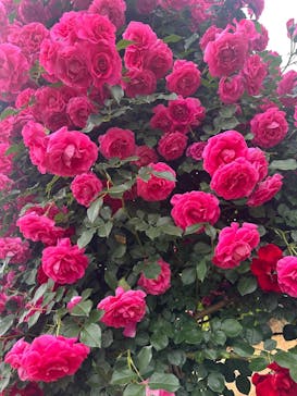 京成バラ園に投稿された画像（2025/5/14）