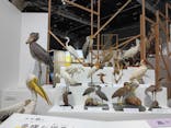 特別展「鳥～ゲノム解析が解き明かす新しい鳥類の系統～」に投稿された画像（2025/5/14）