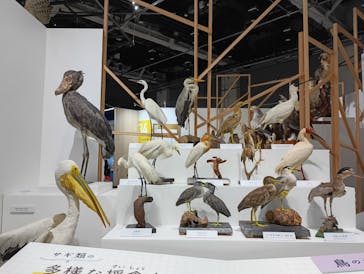 特別展「鳥～ゲノム解析が解き明かす新しい鳥類の系統～」に投稿された画像（2025/5/14）