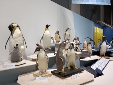 特別展「鳥～ゲノム解析が解き明かす新しい鳥類の系統～」に投稿された画像（2025/5/14）