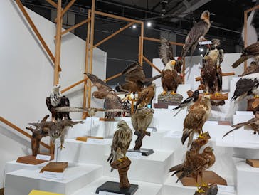 特別展「鳥～ゲノム解析が解き明かす新しい鳥類の系統～」に投稿された画像（2025/5/14）