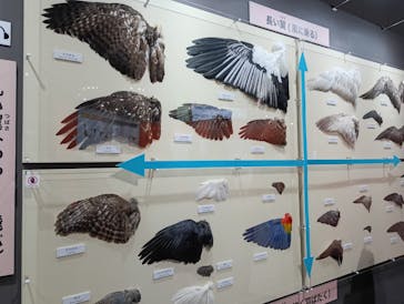 特別展「鳥～ゲノム解析が解き明かす新しい鳥類の系統～」に投稿された画像（2025/5/14）
