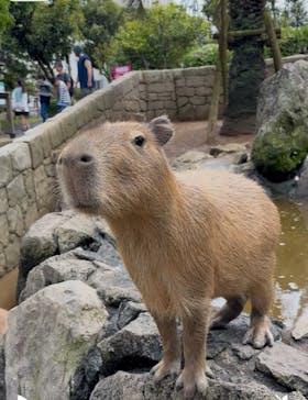伊豆シャボテン動物公園に投稿された画像（2025/5/14）