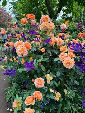 横浜イングリッシュガーデンに投稿された画像（2025/5/14）