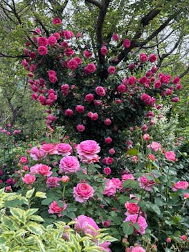 横浜イングリッシュガーデンに投稿された画像（2025/5/14）