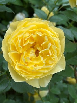 横浜イングリッシュガーデンに投稿された画像（2025/5/14）