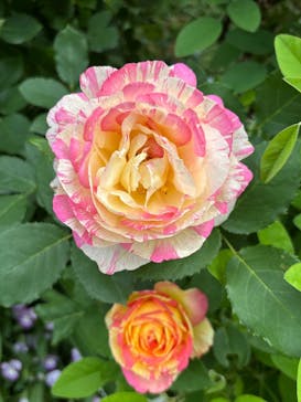 横浜イングリッシュガーデンに投稿された画像（2025/5/14）