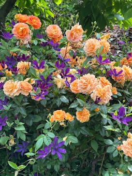 横浜イングリッシュガーデンに投稿された画像（2025/5/14）