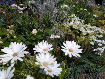 ぎふワールド・ローズガーデンに投稿された画像（2025/5/14）