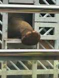 恩賜上野動物園に投稿された画像（2025/5/14）