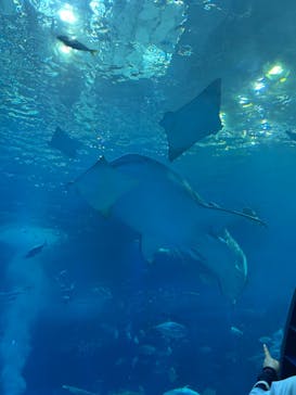 沖縄美ら海水族館に投稿された画像（2025/5/14）