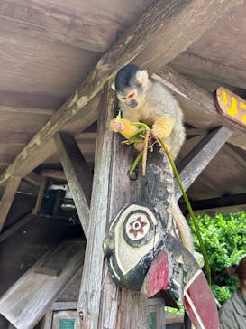 伊豆シャボテン動物公園に投稿された画像（2025/5/14）